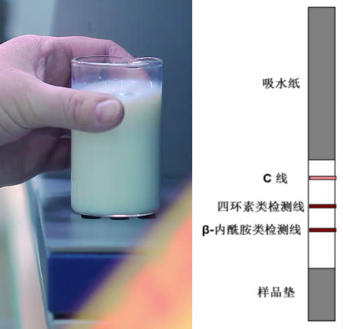 乳品四環素類+β-內酰胺類抗生素檢測試紙條